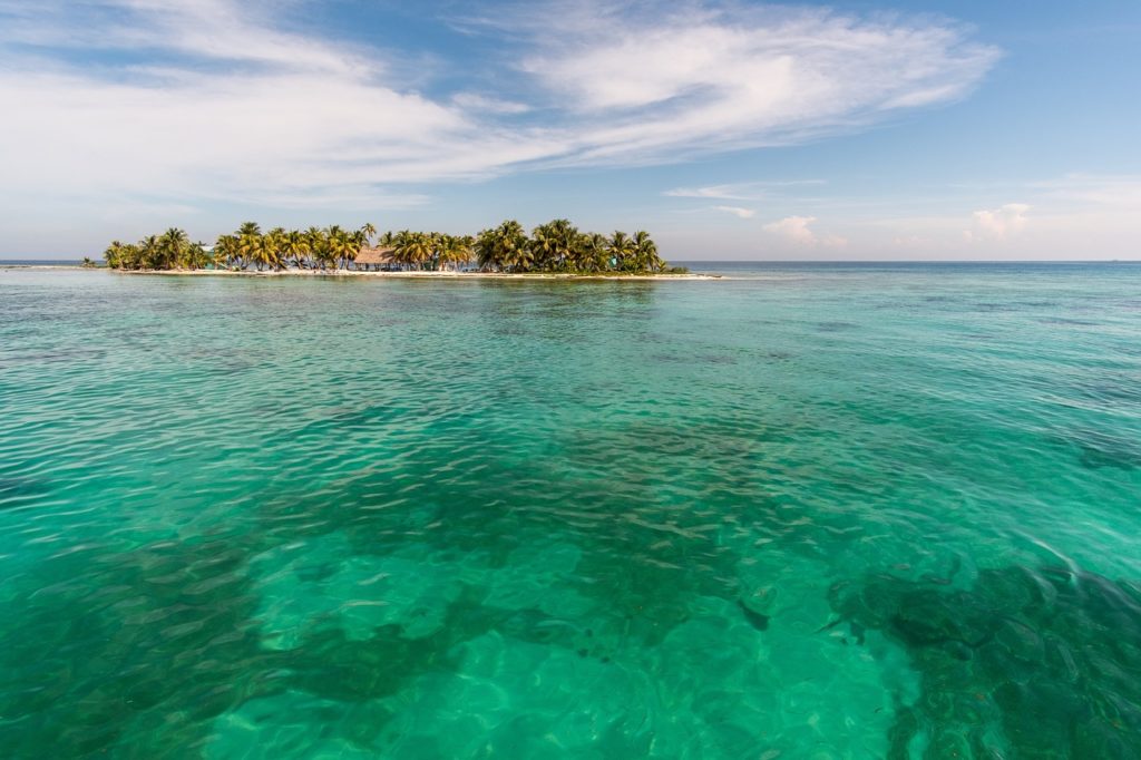 laughing bird, caye, coral